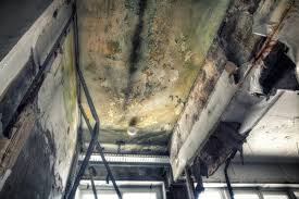 Best Commercial Mold Inspection  in Riviera Beach, FL